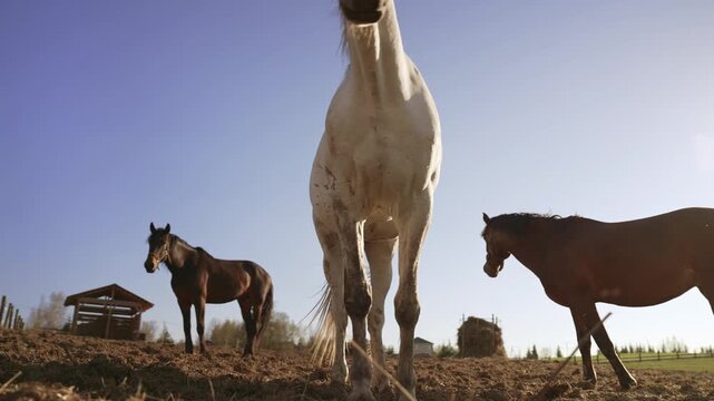 Impressive low angle view of a powerful white stallion rearing up in a paddock at sunset, with other horses watching in the background on a sunny day at the ranch, filmed in slow motion. Slow motion