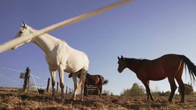 White stallion and brown horses interacting in a paddock on a sunny day with a clear blue sky, viewed from a low angle behind an electric fence in beautiful slow motion footage. Slow motion, 4K