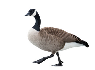 Isolated Canada goose walking side view with distinctive white chin strap and black webbed feet © Vincent