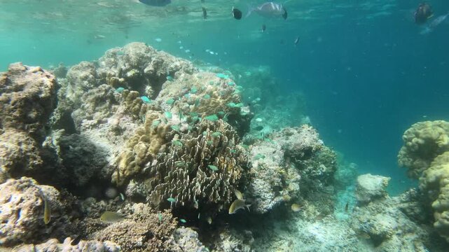 Coral reef fish are fish which live amongst or in close relation to coral reefs. Coral reefs form complex ecosystems with tremendous biodiversity. Among the myriad inhabitants