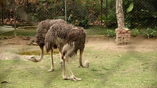 Ostrich walking and pecking at the ground inside an outdoor zoo or wildlife park enclosure. Suitable for bird behavior, flightless birds, wildlife education and nature documentary themes.