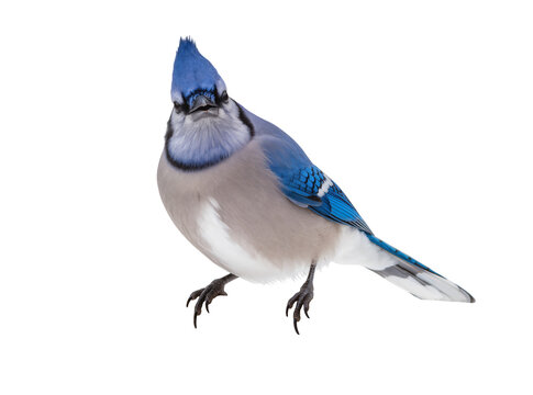 Isolated Blue Jay bird full body portrait looking directly at the camera with an alert expression