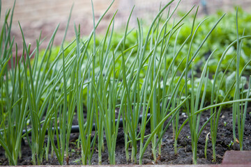 Obraz premium Green onion plants growing in a vegetable garden. Selective focus.