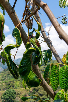 Colombia, fruits of an Inga Edulis tree, known as Ice-cream Bean tree.
