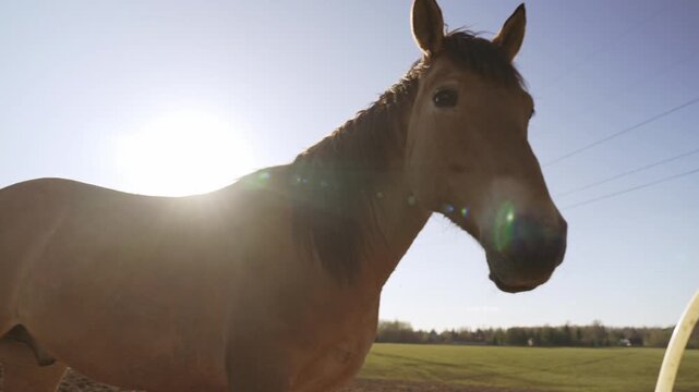 Beautiful brown horse standing peacefully in a sunny paddock at a rural farm, with the bright sunlight creating a beautiful lens flare against a clear blue sky, highlighting its majestic profile