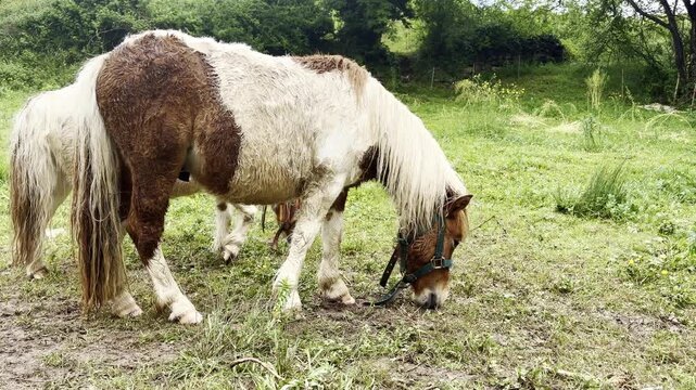 Serene horses grazing in a lush greenfield landscape