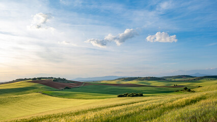 Fototapeta premium A beautiful wide landscape of rolling agricultural fields with vibrant green and golden wheat crops under a soft sunset sky with scattered white clouds in the rural countryside
