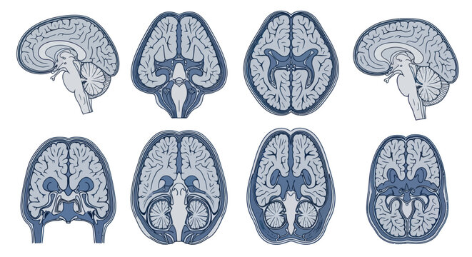 Human Brain Cross-Sections Vector Illustration