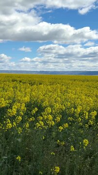 Yellow rapeseed field under blue sky with fluffy clouds