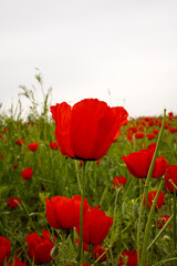 Fototapeta premium Beautiful red poppy in a poppy field. Blooming spring