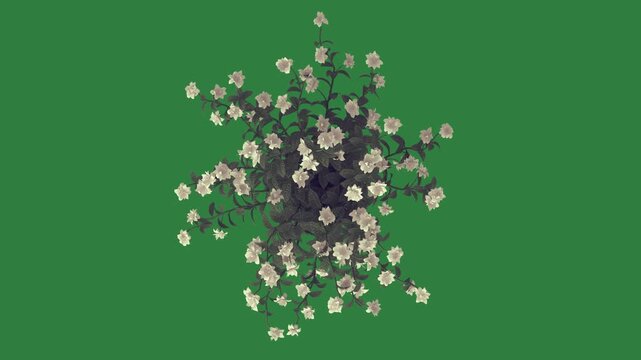 Animated Colorful Flowers Bunch Variant 6 Green Screen Chroma Key Motion Graphic