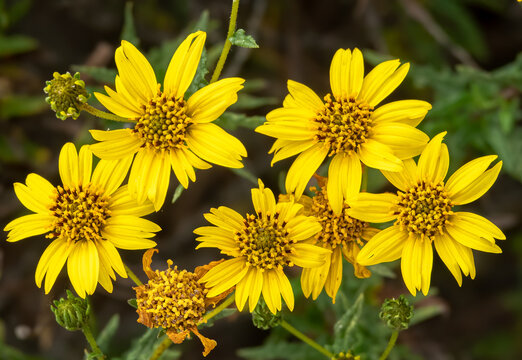 Canyon Gold - California Brittlebush