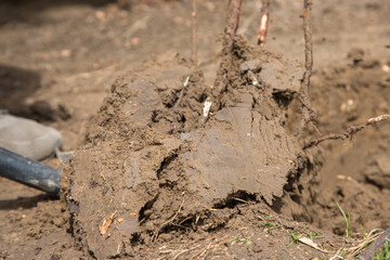 Fototapeta premium Tree roots. Dirty soil in the garden after digging a hole in the ground