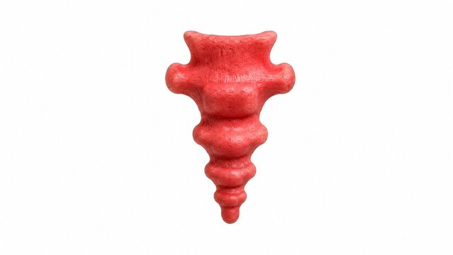 Ultra-detailed coccyx bone anatomy illustration on pure white background, realistic skeletal texture, medical educational render, clean clinical appearance.
