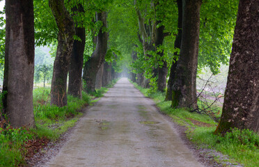 Fototapeta premium If you continue past Çınarlı Road, you will reach Dudaklı Village, a village with a history spanning 1300 years.