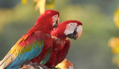 scarlet macaw parrot © Brandano007