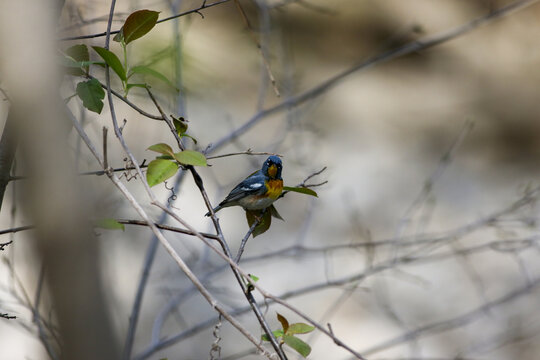 Paruline &agrave; collier, Parula americana, Qu&eacute;bec, Canada	
