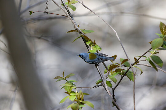 Paruline &agrave; collier, Parula americana, Qu&eacute;bec, Canada	

