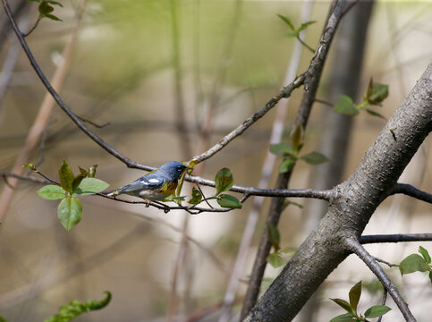 Paruline &agrave; collier, Parula americana, Qu&eacute;bec, Canada	
