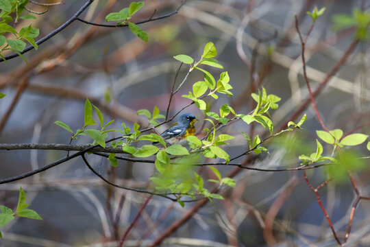 Paruline &agrave; collier, Parula americana, Qu&eacute;bec, Canada	
