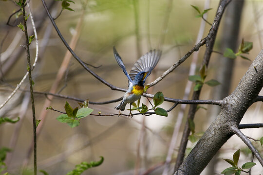 Paruline &agrave; collier, Parula americana, Qu&eacute;bec, Canada	
