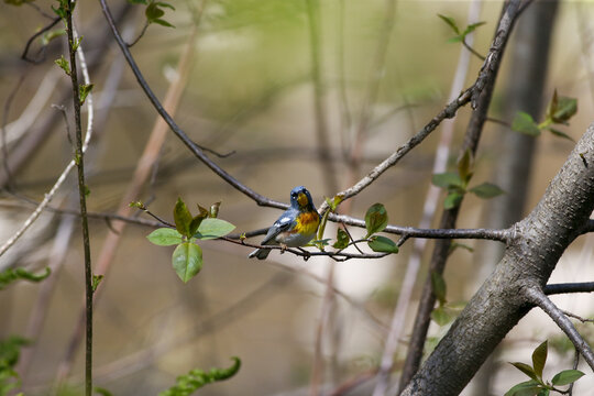 Paruline &agrave; collier, Parula americana, Qu&eacute;bec, Canada	
