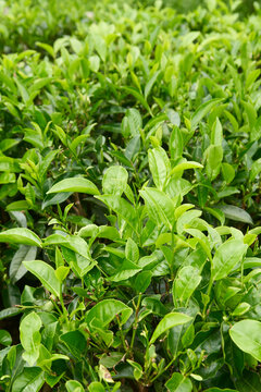 fresh green tea leaves growing densely on plantation bush, soft focus, herbal beverage branding wellness concept