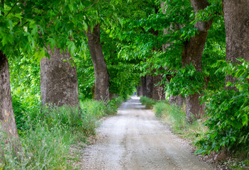 Fototapeta premium If you continue past Çınarlı Road, you will reach Dudaklı Village, a village with a history spanning 1300 years.