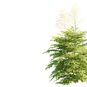 Crisp cutout of an outdoor green shrub adorned with elegant white vertical blooms, isolated on solid black background for seamless compositing