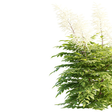 Tightly clustered botanical green bush with elegant white feather-like flowers, cut out on black for architectural 3D collages