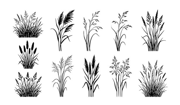Wild meadow grass silhouette vector set with detailed reed tufts for landscape design
