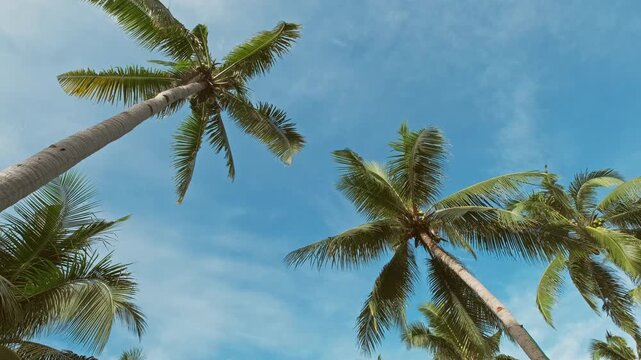Blue sky with tall green coconut palm trees viewed from low angle. Tropical travel vacation concept, 4k