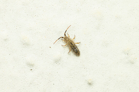 Macro Shot of a Springtail Insect Crawling on a White Textured Wall, Pest Control and Entomology Concept