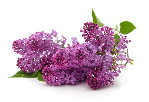 Beautiful purple lilac flowers.