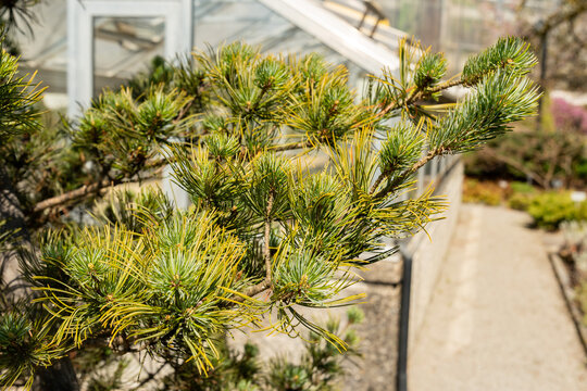 Japanese white pine or Pinus Parviflora Glauca plant in Saint Gallen in Switzerland 11.4.2026