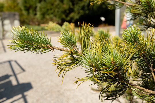 Japanese white pine or Pinus Parviflora Glauca plant in Saint Gallen in Switzerland 11.4.2026