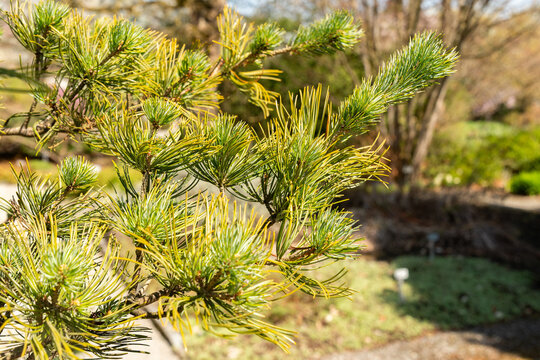 Japanese white pine or Pinus Parviflora Glauca plant in Saint Gallen in Switzerland 11.4.2026