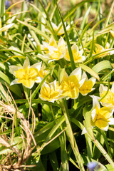 Fototapeta premium Late tulip or Tulipa Tarda plant in Saint Gallen in Switzerland 11.4.2026