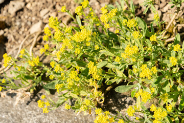 Obraz premium Basket of gold or Alyssum Saxatile plant in Saint Gallen in Switzerland 11.4.2026