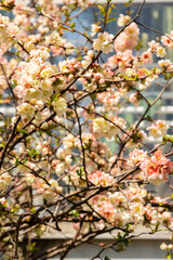 Fototapeta premium Flowering quince or Chaenomeles Speciosa Grandiflora plant in Saint Gallen in Switzerland 11.4.2026