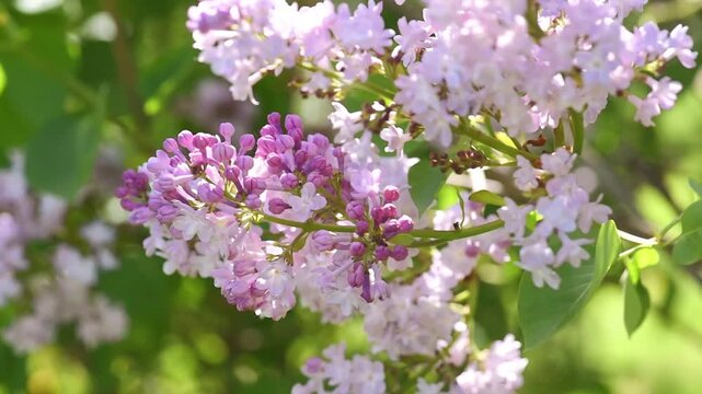 Lilac flowers blossom background - Branch with purple petals blooming and swaying in the wind - Spring nature landscape.