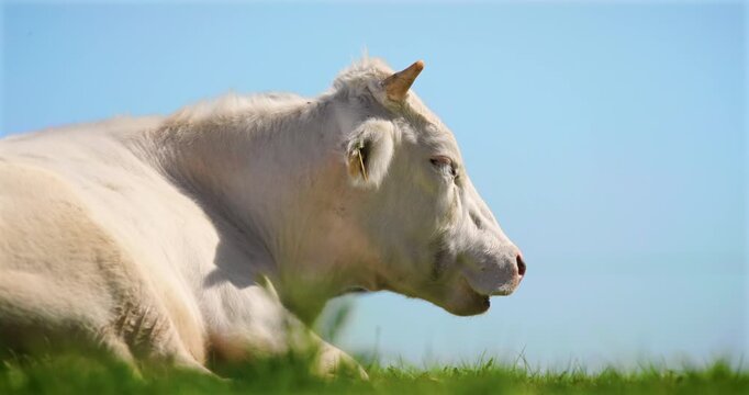 Slow motion close up of white cow grazing in a rural field in East Yorkshire