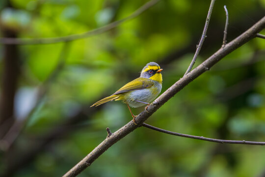 Black-faced Warbler (Abroscopus schisticeps) at Eaglenest Wildlife Sanctuary, Arunachal Pradesh, India