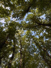 Fototapeta premium trees and blue sky