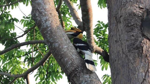 The Great Hornbill is a rare, large bird that inhabits and breeds in the rainforests of Khao Yai National Park, which is part of Thailand's natural World Heritage Site. Thailand