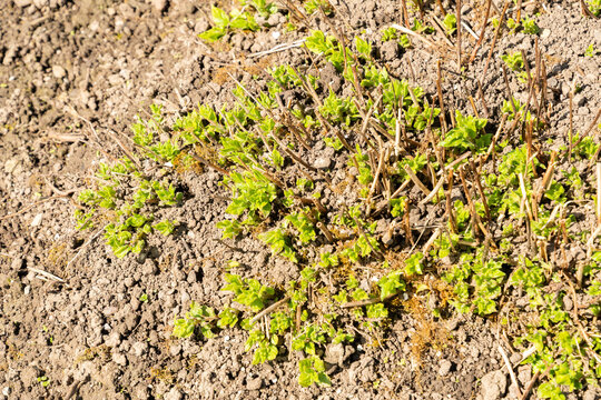 Upright pellitory or Parietaria Officinalis plant in Saint Gallen in Switzerland 11.4.2026