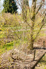 Fototapeta premium Betula Glandulifera plant in Saint Gallen in Switzerland 11.4.2026