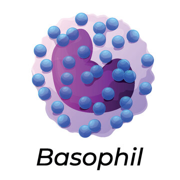 Illustration of basophils, white blood cells, with a large purple nucleus and numerous blue granular particles. Cells of the immune system