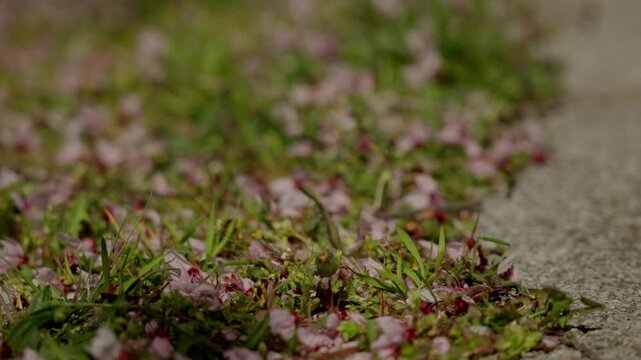 Pink blossom petals covering spring grass next to pavement