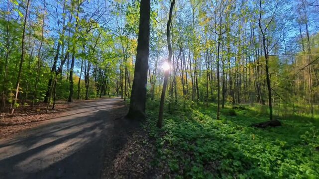 Path Fork in Sunlit Spring Forest Behind Large Tree